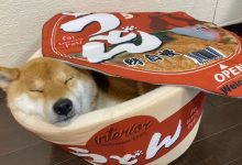 Ảnh Meme Chó Siêu Bựa, Siêu Dễ Thương Dành Cho Team Lầy