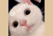 Tổng Hợp Ảnh Meme Mèo Lầy Lội, Biểu Cảm Cực Gắt